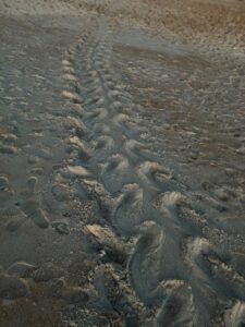 Mama Turtle Tracks